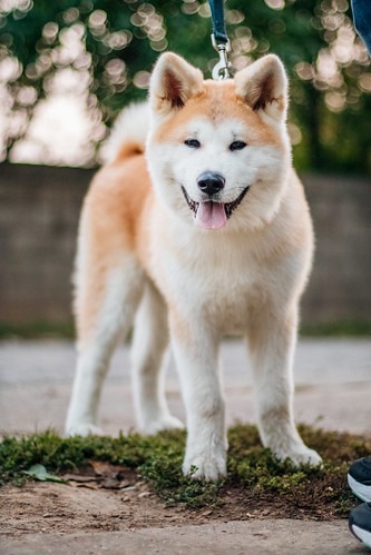 秋田犬