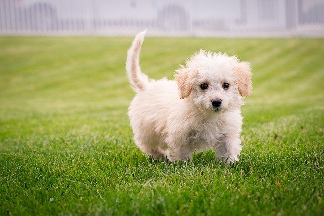 なぜ犬は自分の尻尾を追いかけ回すのか