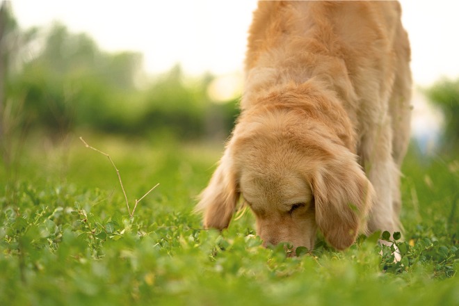 犬