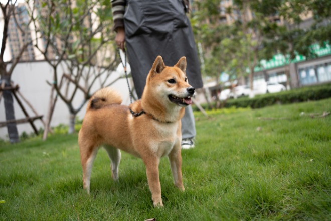 柴犬