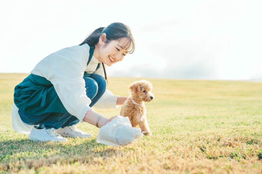 通常便を出すようになった犬