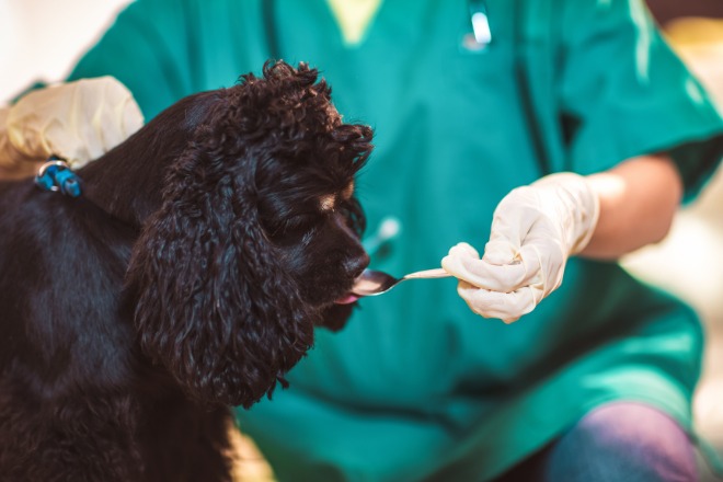 薬を飲んでいる犬