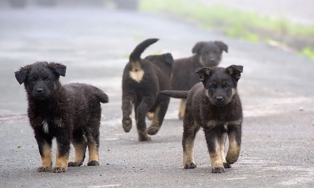 野良犬