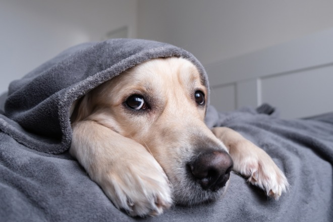 布団にいる犬