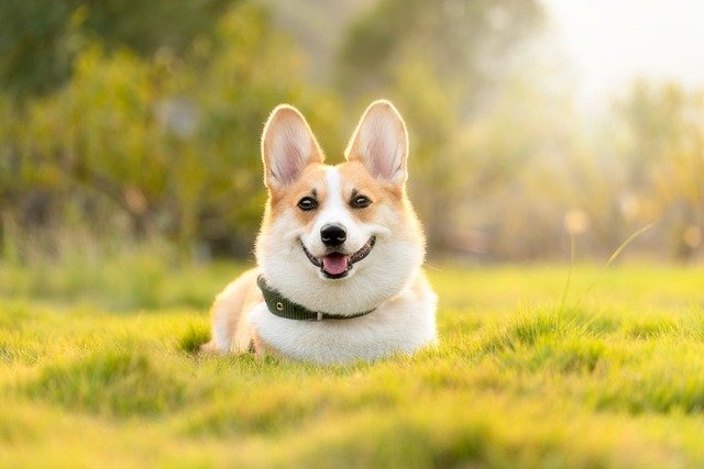 尻尾の状態からわかる犬の気持ち