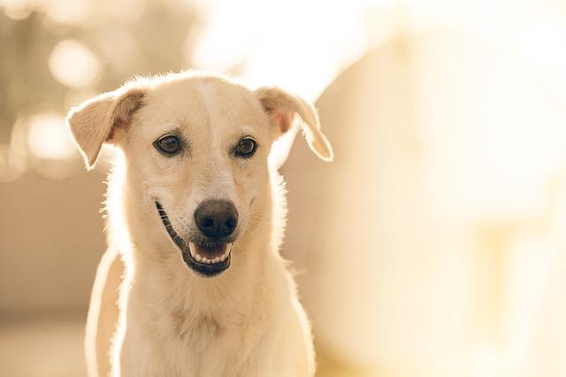 アラバイ犬