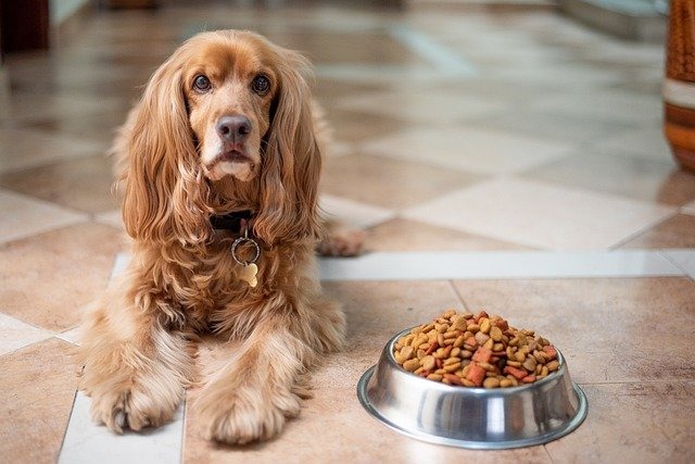 成犬用のドッグフードに切り替えるのはいつから？