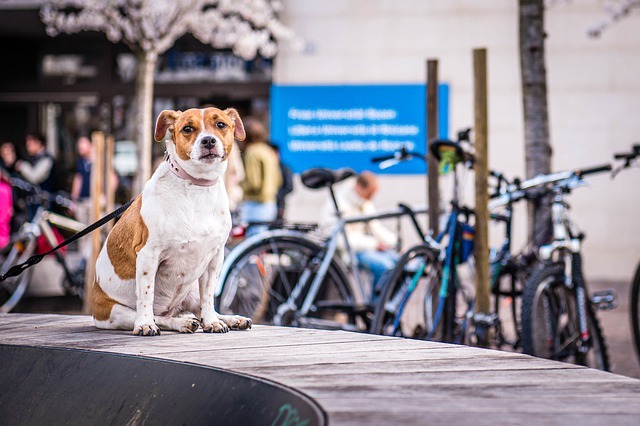 犬