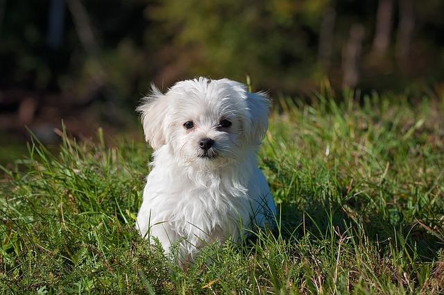 犬