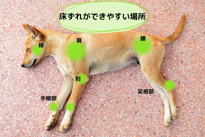 犬　床ずれ　起きやすい場所