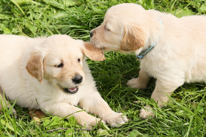 子犬