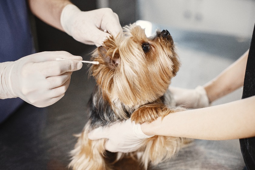 犬の耳の手入れ