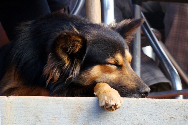 寝ている犬