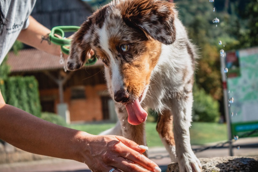 犬のシャンプーの選び方