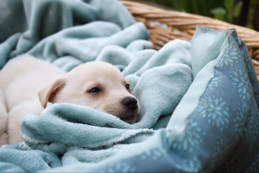 子犬の食事内容や回数や与え方