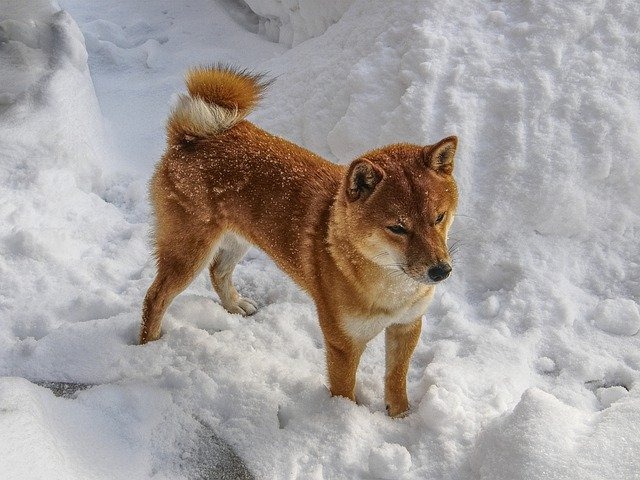 柴犬