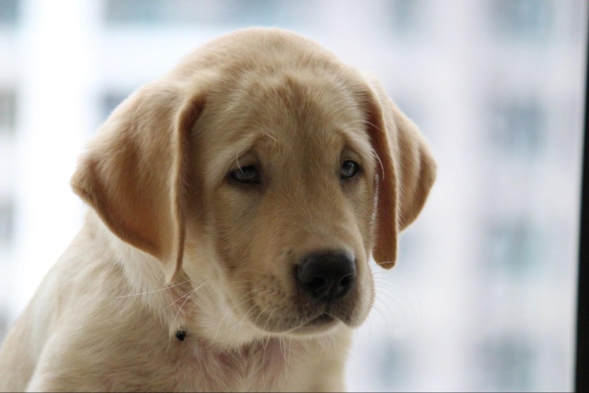 犬がおしっこをしない場合は病院へ