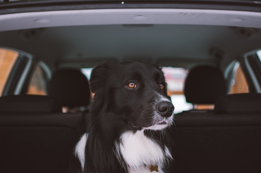 車の中でおとなしくしている犬