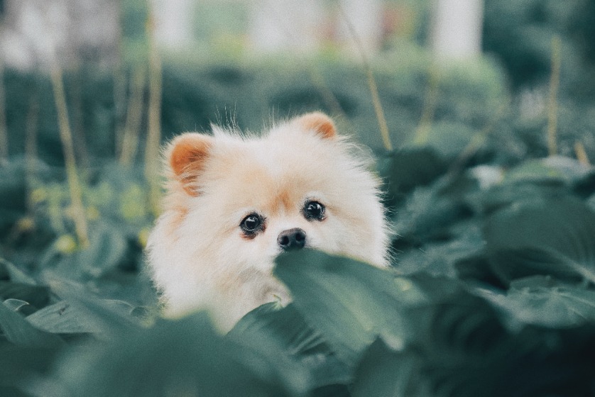 ポメラニアン　子犬