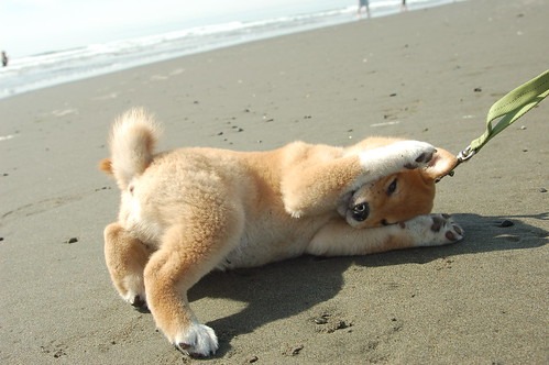 柴犬の子犬