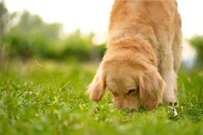 においをかいでいる犬