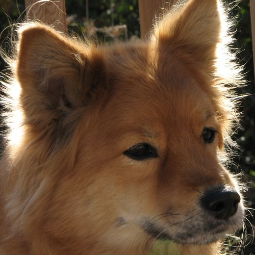 Finnish Spitz