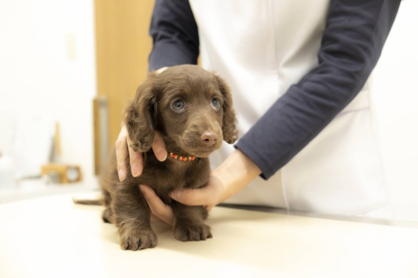 ワクチンを打たれる子犬