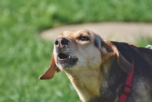 犬　吠える