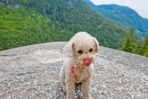 犬　山