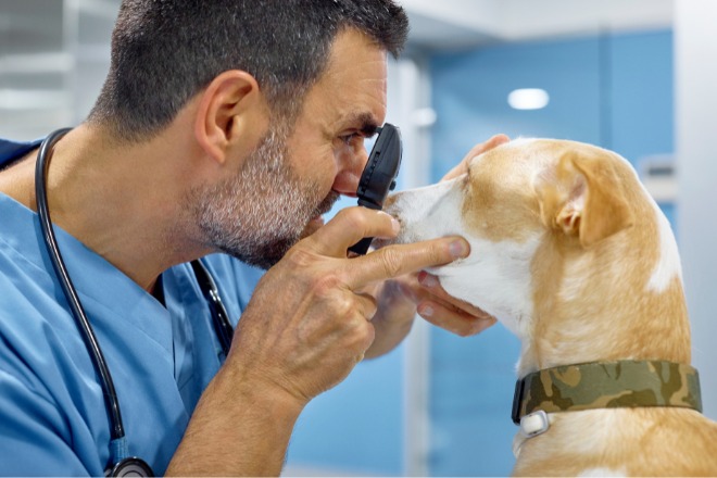 犬　動物病院