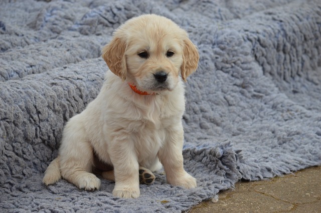 子犬　不安げ