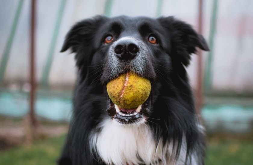 犬