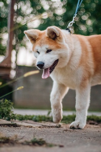 秋田犬