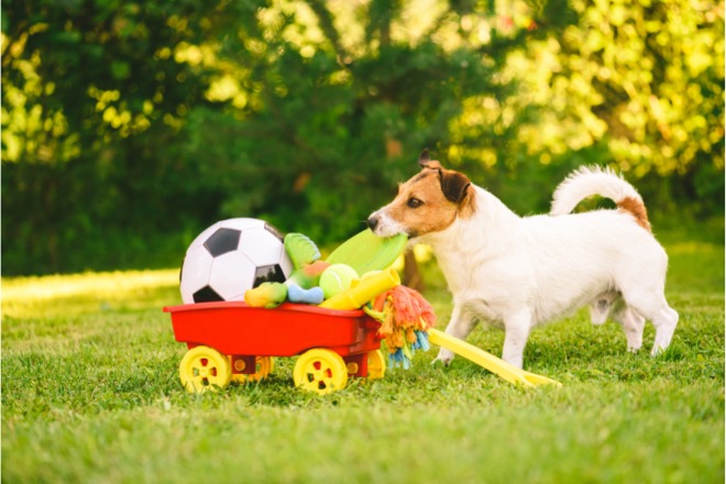 犬　おもちゃ