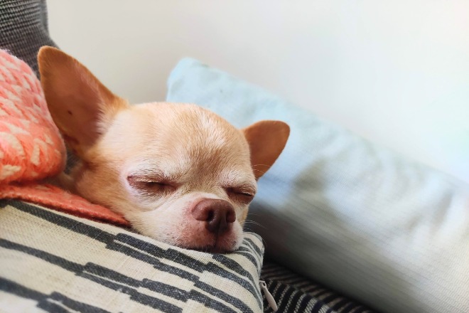 犬
