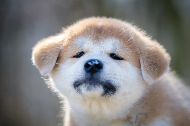 秋田犬の子犬