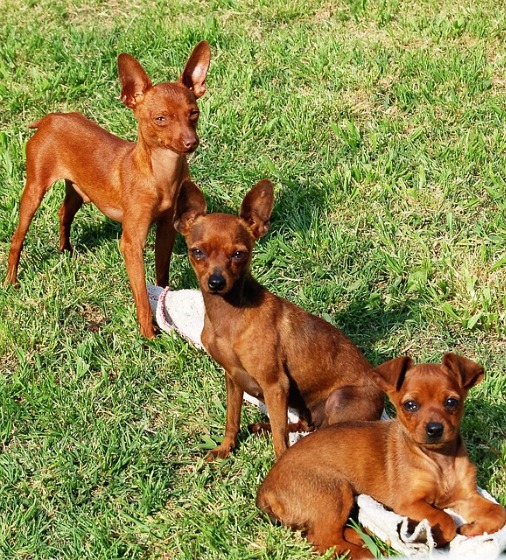 ミニチュアピンシャーの子犬