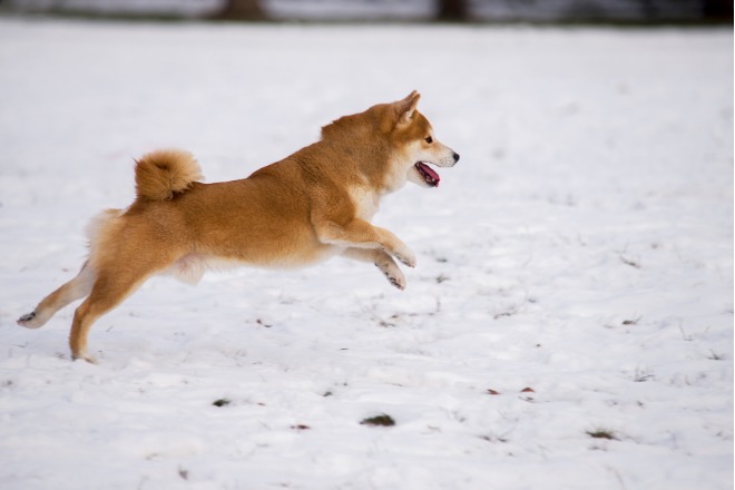 柴犬