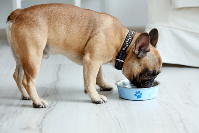 ごはんを食べている犬