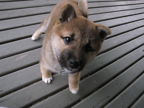 柴犬の子犬