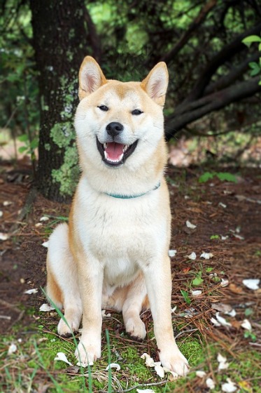 秋田犬