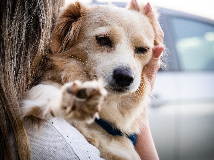 抱っこされている犬