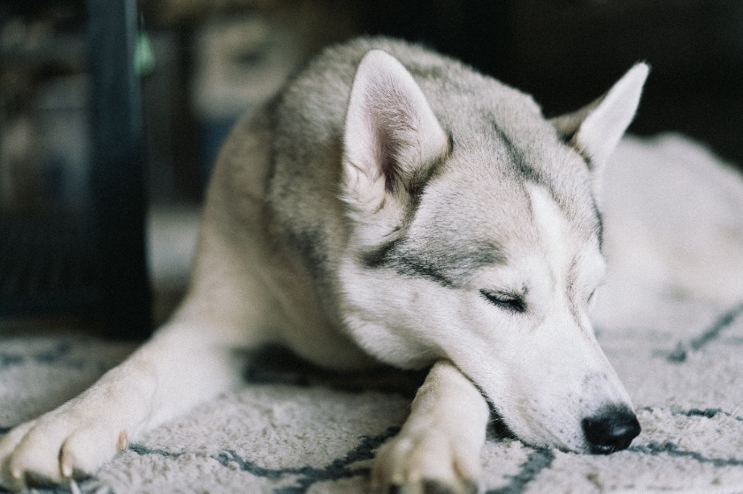 元気のない犬