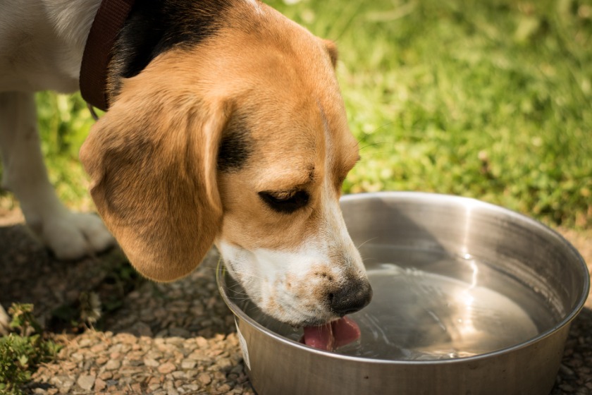 水を飲む犬