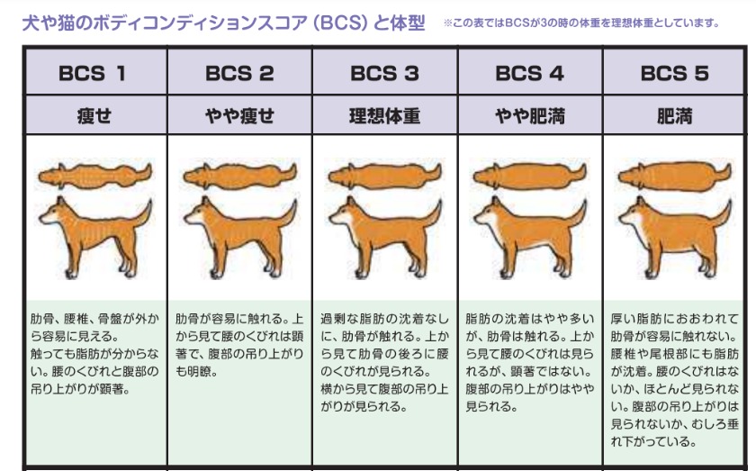 犬　ボディコンディションスコア