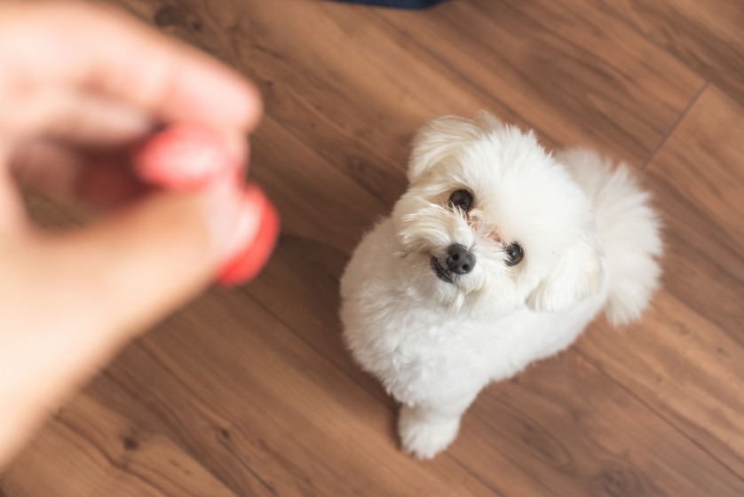 しつけをされる犬