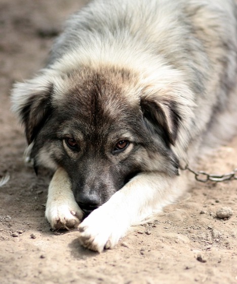 雑種犬