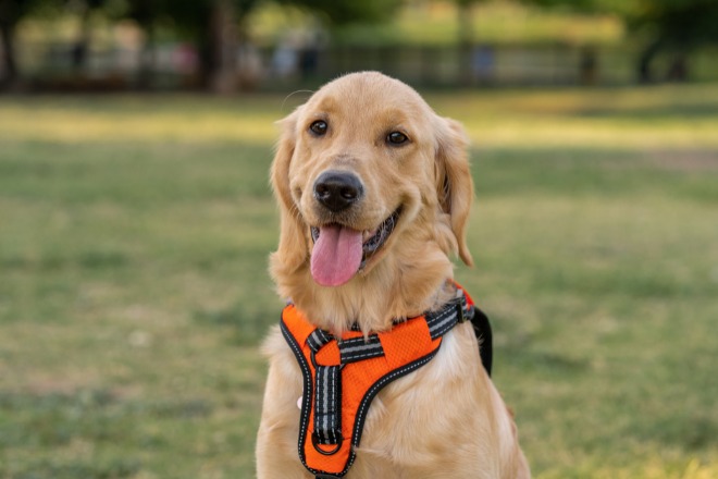 大型犬　ハーネス