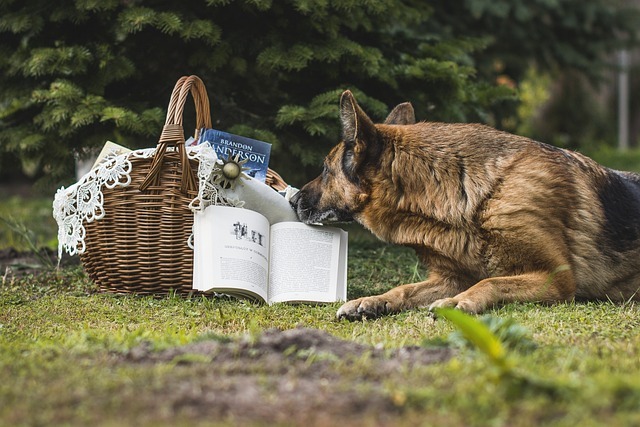 ピクニックしている犬