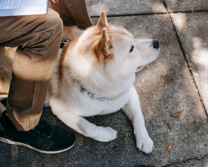 白い柴犬